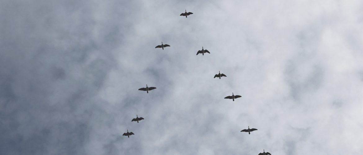 Migration Oiseaux Vol